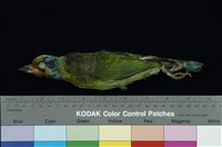 藏品(五色鳥)的圖片